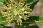 Pineland milkweed